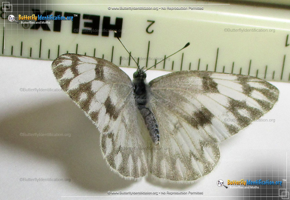 Full-sized image #3 of the Checkered White