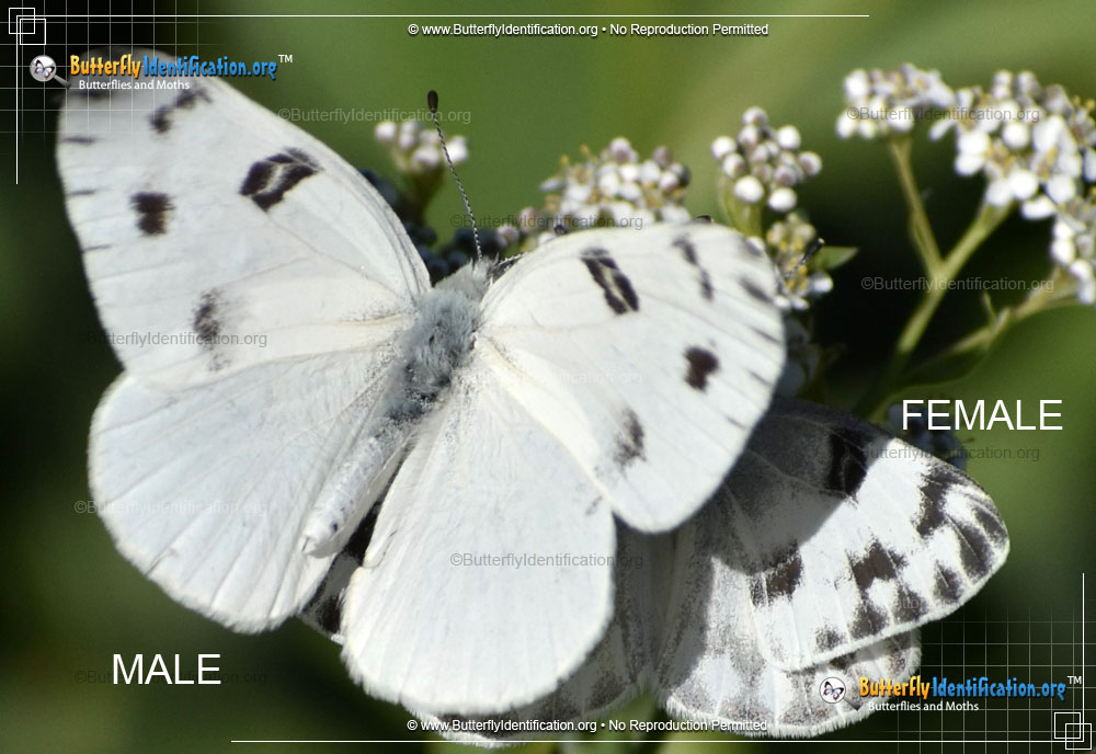 Full-sized image #3 of the Checkered White