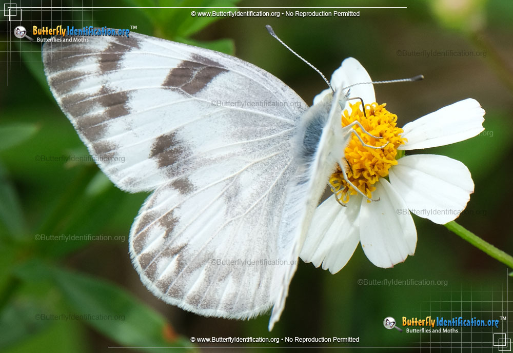 Full-sized image #2 of the Checkered White