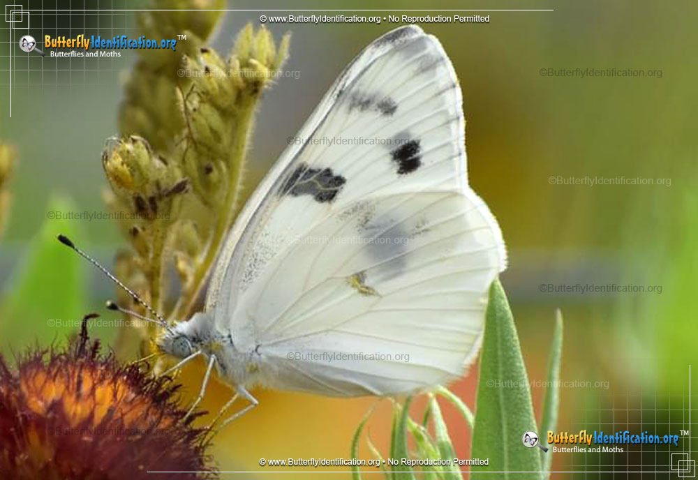 Full-sized image #1 of the Checkered White