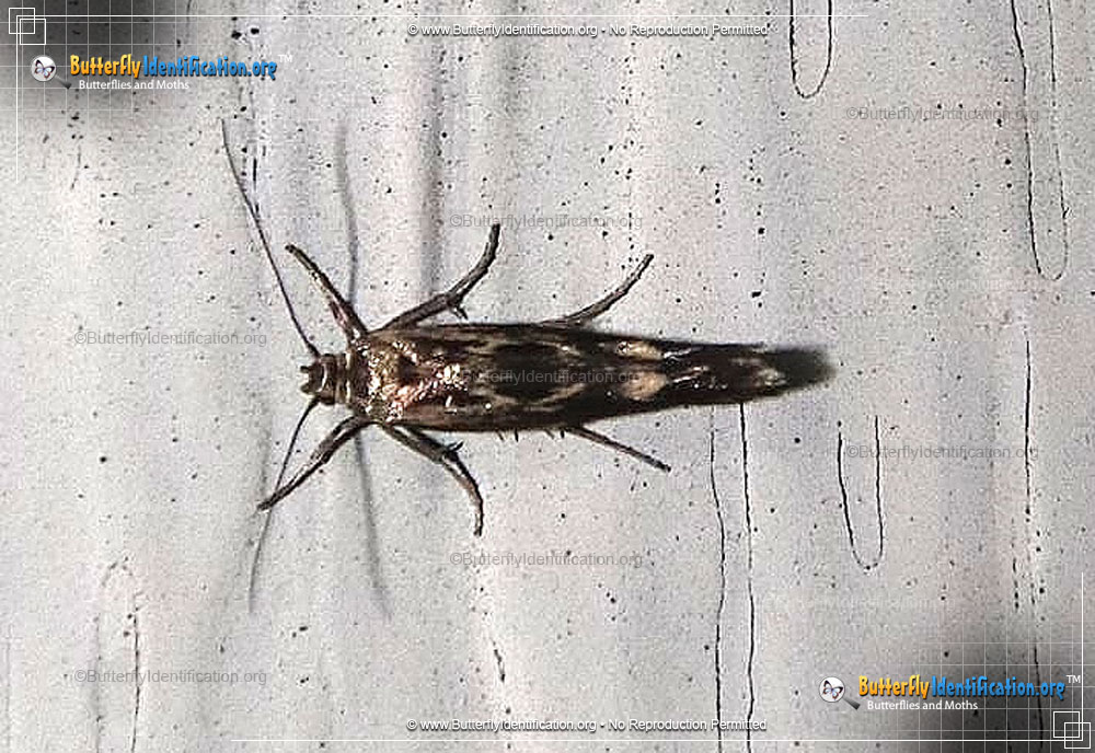 Full-sized image #1 of the Chenopodium Scythris Moth