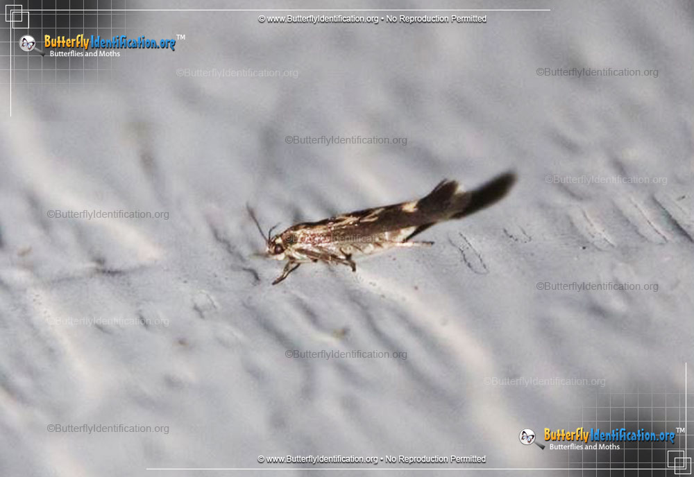 Full-sized image #2 of the Chenopodium Scythris Moth