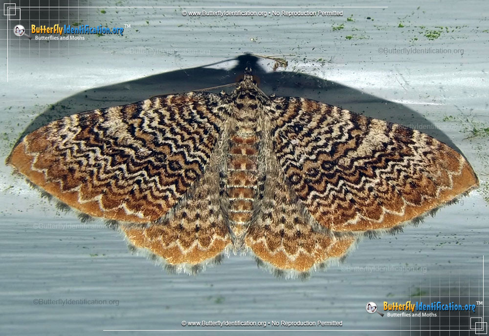 Full-sized image #1 of the Cherry Scallop Shell Moth