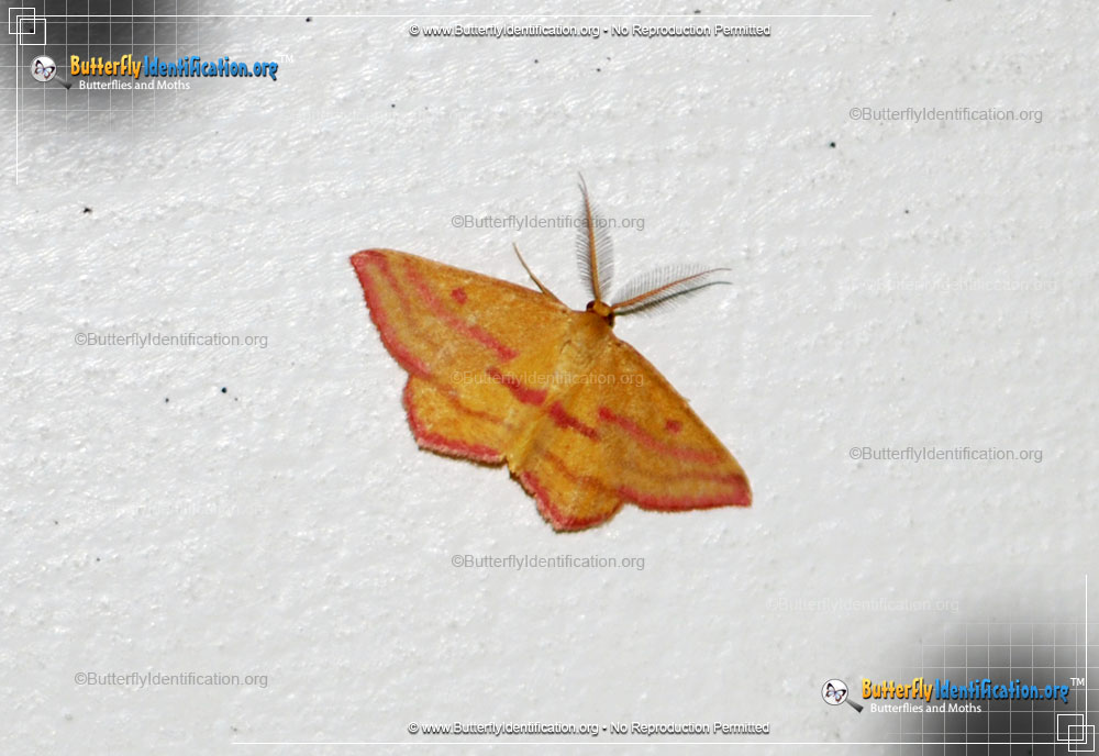 Full-sized image #1 of the Chickweed Geometer