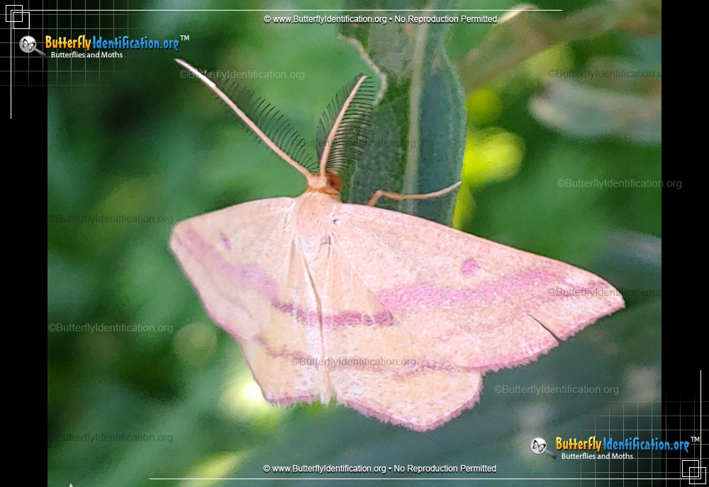 Full-sized image #3 of the Chickweed Geometer