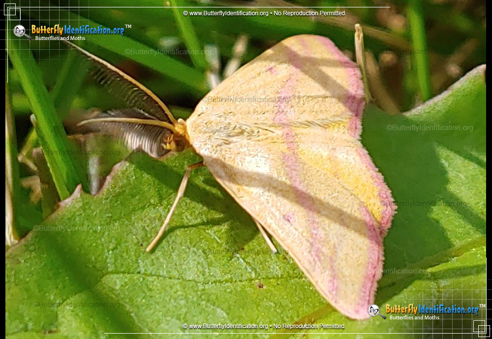 Full-sized image #4 of the Chickweed Geometer