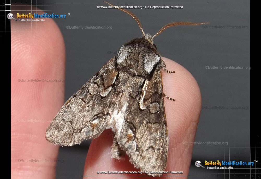 Full-sized image #1 of the Chosen Sallow Moth
