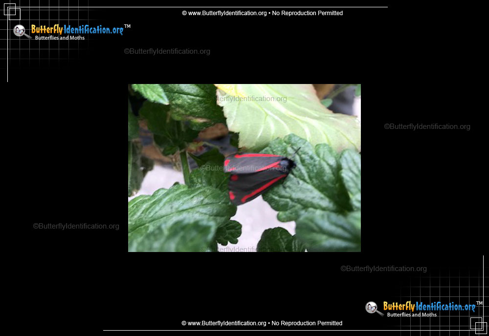 Full-sized image #1 of the Cinnabar Moth