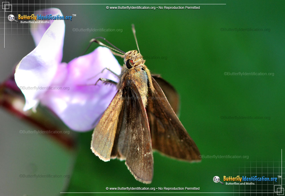 Full-sized image #2 of the Clouded Skipper