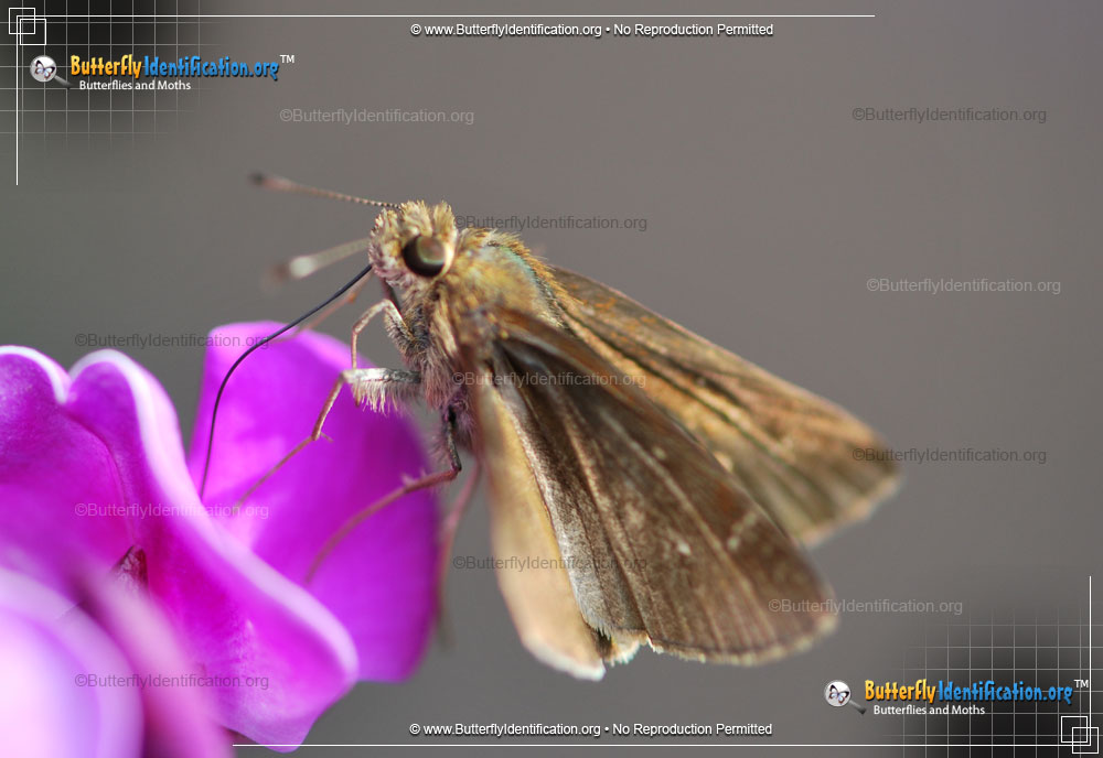 Full-sized image #3 of the Clouded Skipper