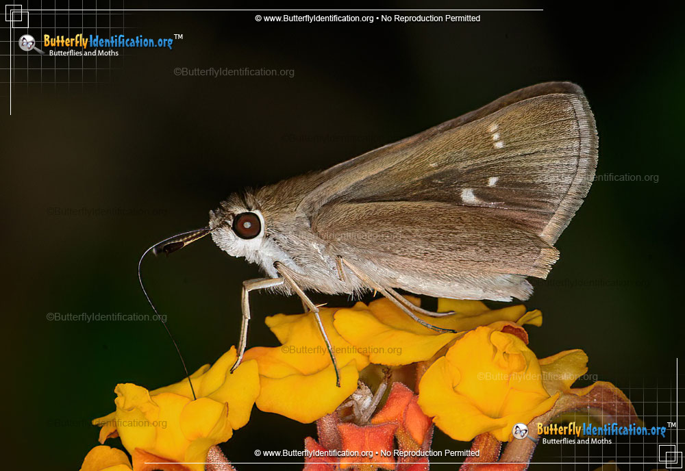 Full-sized image #2 of the Clouded Skipper