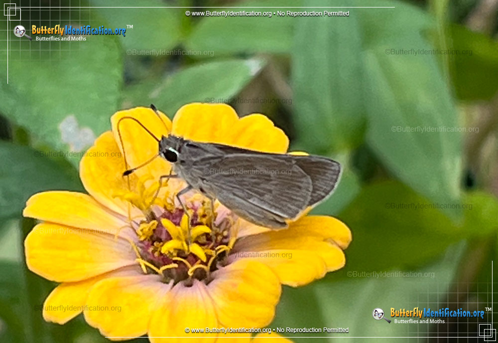 Full-sized image #6 of the Clouded Skipper