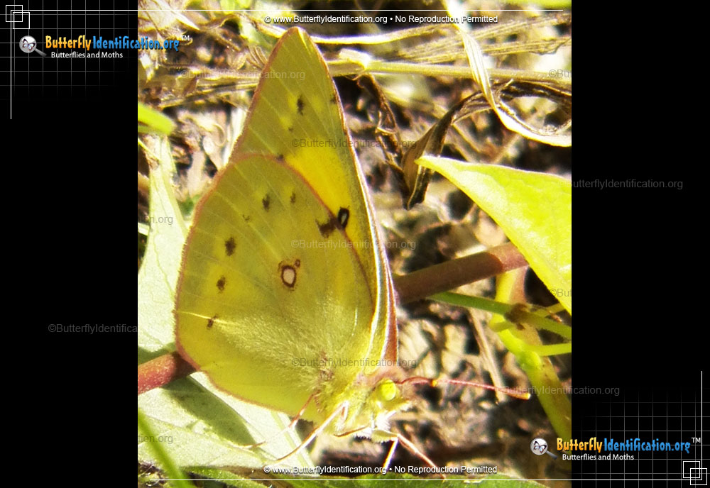 Full-sized image #1 of the Clouded Sulphur Butterfly
