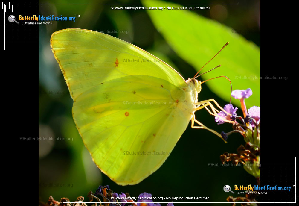 Full-sized image #1 of the Cloudless Sulphur Butterfly