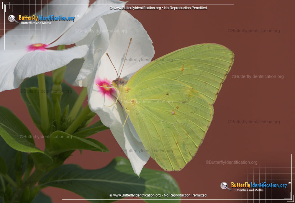 Full-sized image #4 of the Cloudless Sulphur Butterfly