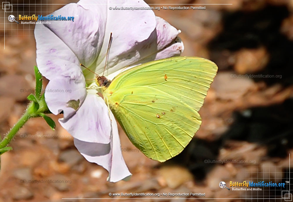 Full-sized image #3 of the Cloudless Sulphur Butterfly