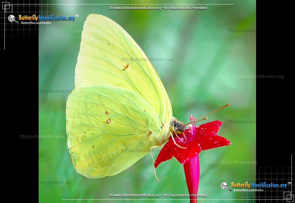 Full-sized image #5 of the Cloudless Sulphur Butterfly