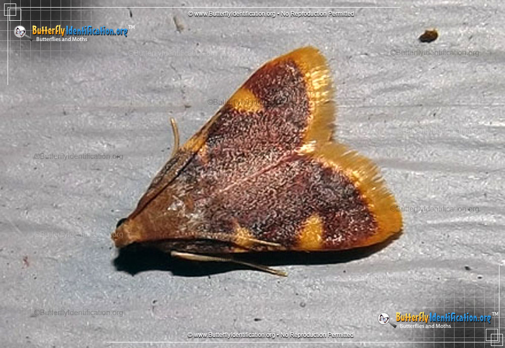 Full-sized image #1 of the Clover Hayworm Moth