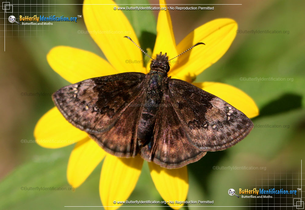 Full-sized image #1 of the Columbine Duskywing Butterfly