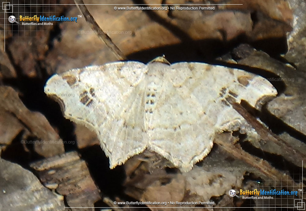Full-sized image #3 of the Common Angle Moth