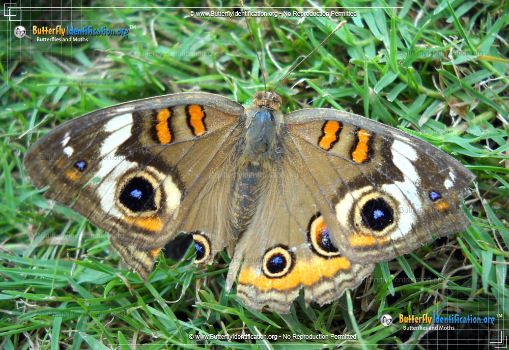 Full-sized image #2 of the Common Buckeye Butterfly