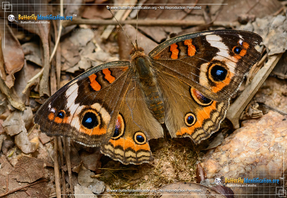 Full-sized image #3 of the Common Buckeye Butterfly