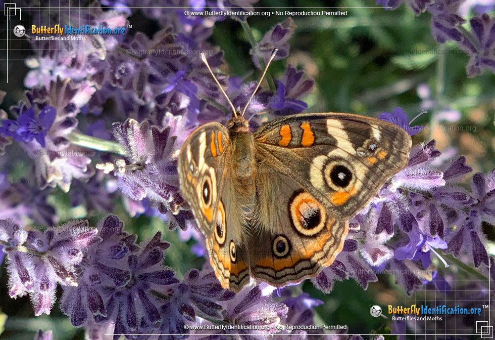 Full-sized image #3 of the Common Buckeye Butterfly