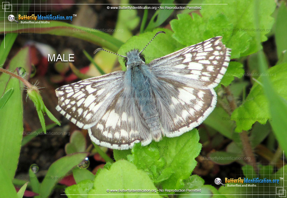 Full-sized image #1 of the Common Checkered-Skipper