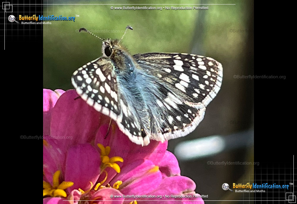 Full-sized image #5 of the Common Checkered-Skipper