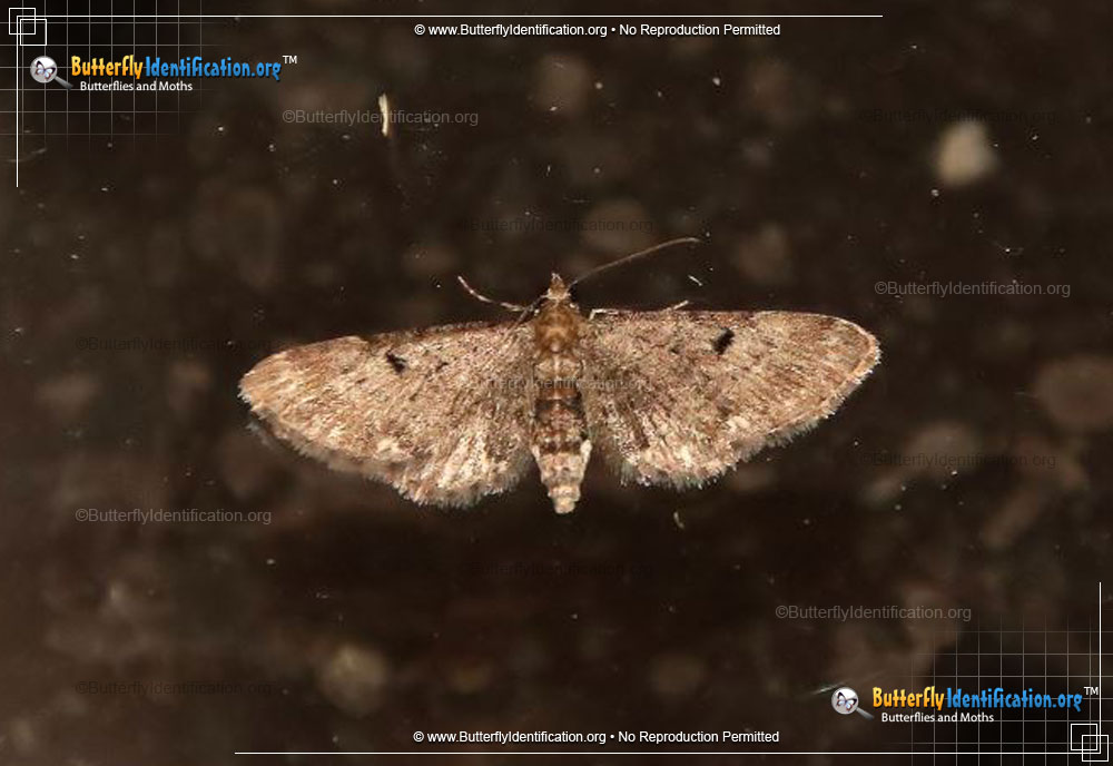 Full-sized image #2 of the Common Eupithecia Moth