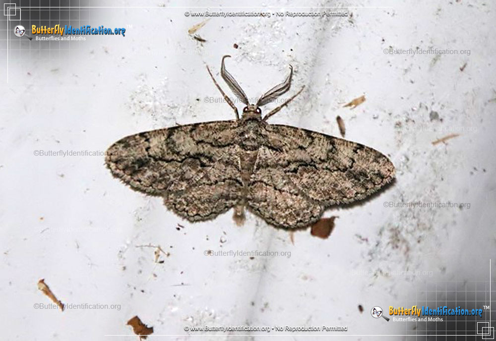 Full-sized image #3 of the Common Gray