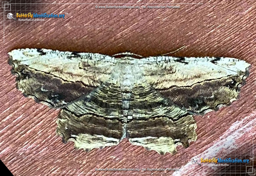 Full-sized image #1 of the Common Lytrosis Moth