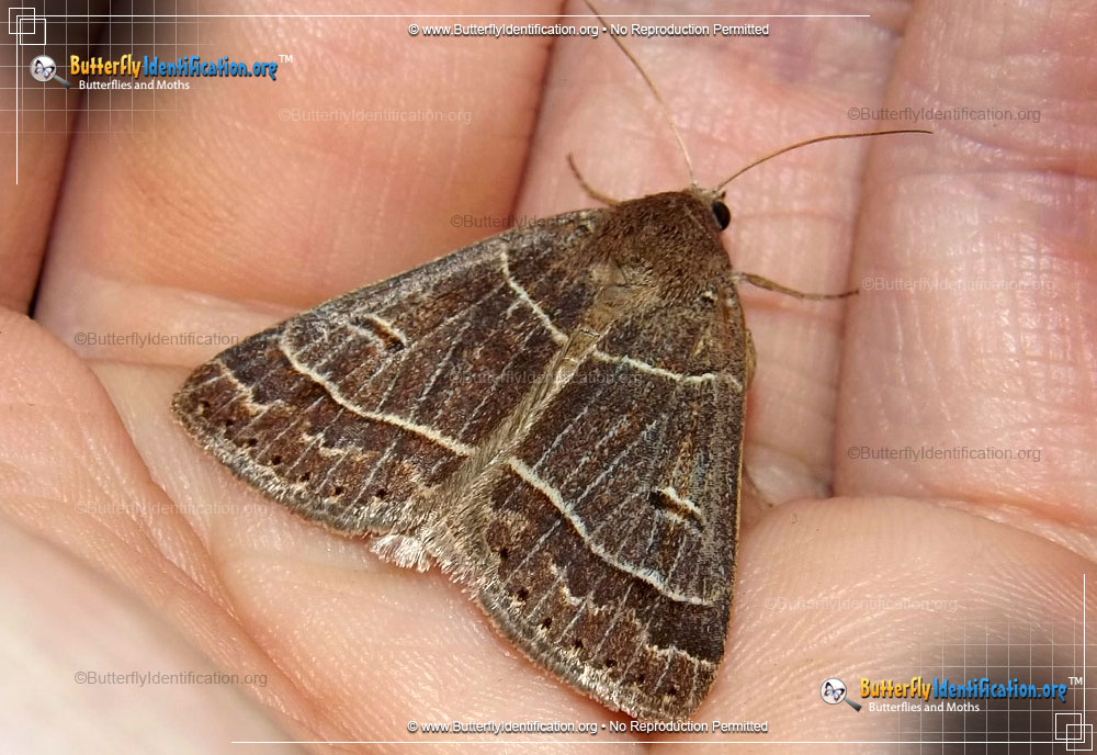 Full-sized image #1 of the Common Oak Moth
