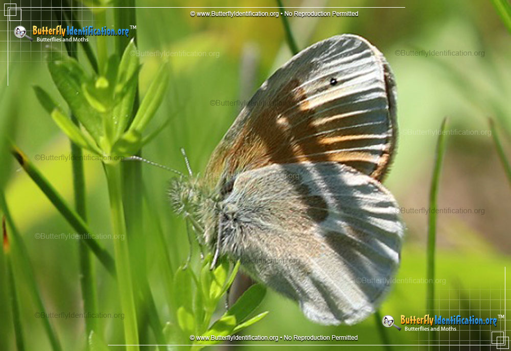 Full-sized image #1 of the Common Ringlet Butterfly