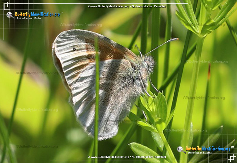 Full-sized image #2 of the Common Ringlet Butterfly