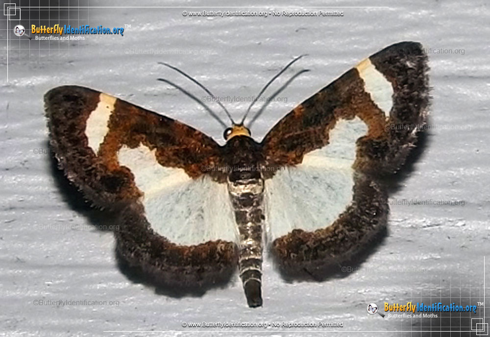 Full-sized image #1 of the Common Spring Moth