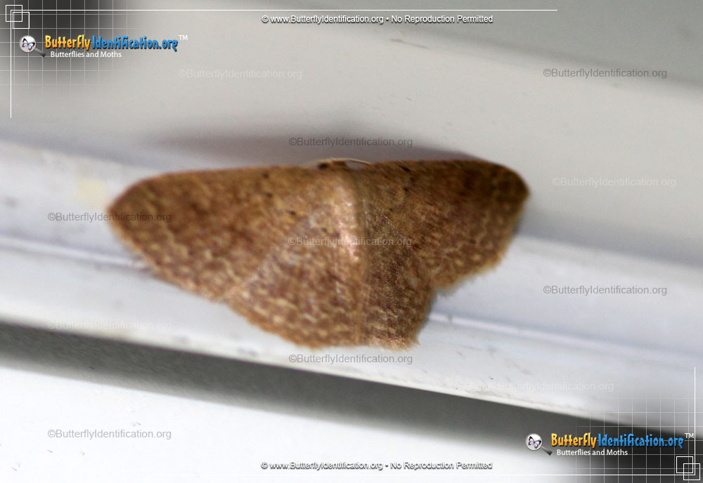 Full-sized image #1 of the Common Tan Wave Moth