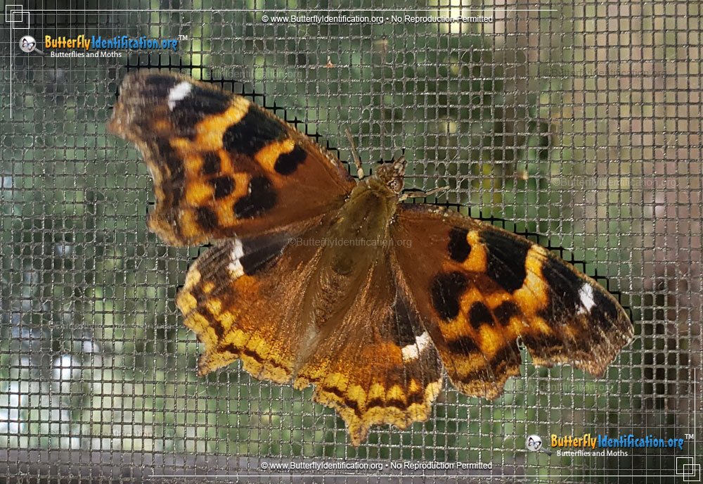 Full-sized image #1 of the Compton Tortoiseshell Butterfly