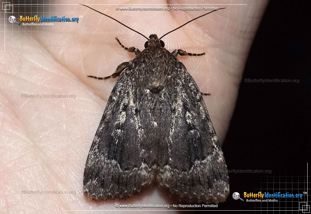 Full-sized image #1 of the Copper Underwing