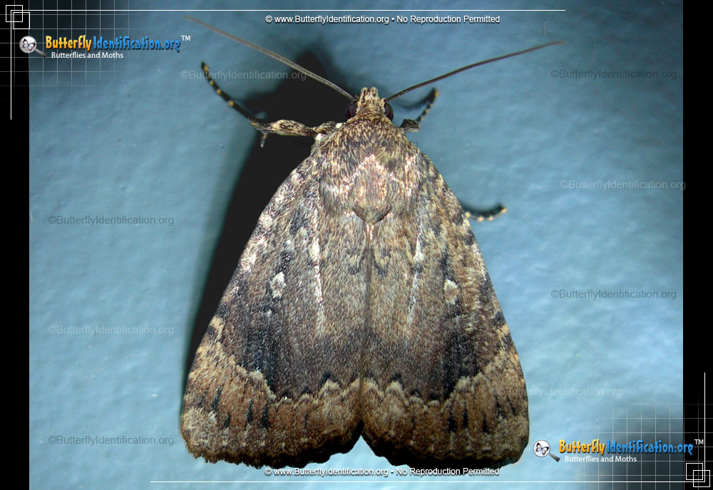 Full-sized image #2 of the Copper Underwing