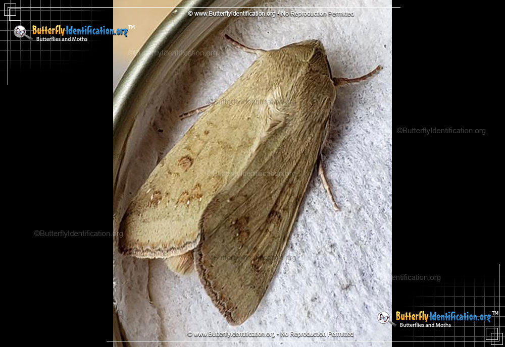 Full-sized image #5 of the Corn Ear Worm Moth