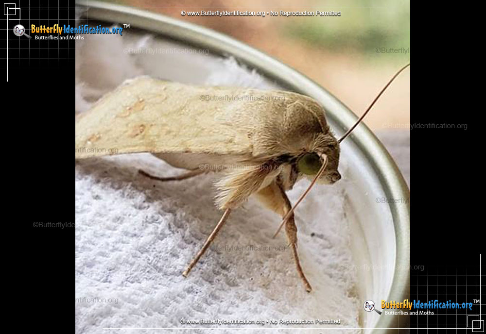 Full-sized image #3 of the Corn Ear Worm Moth