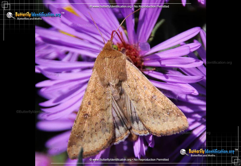 Full-sized image #2 of the Corn Ear Worm Moth