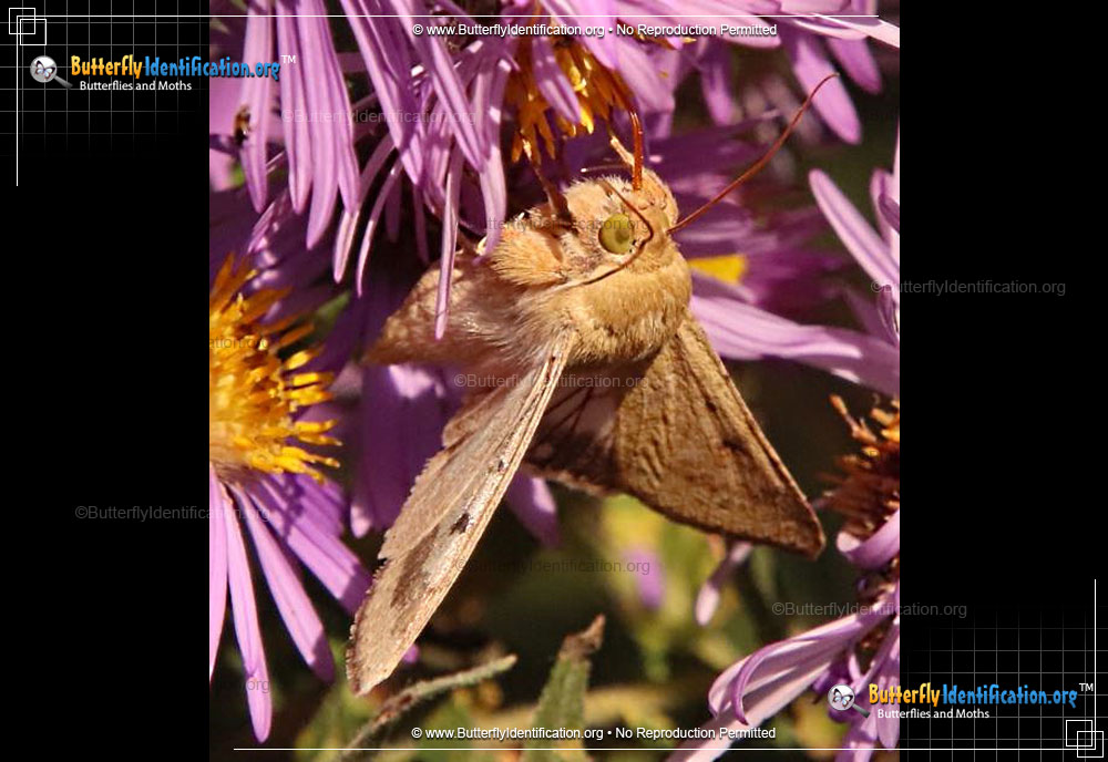 Full-sized image #4 of the Corn Ear Worm Moth
