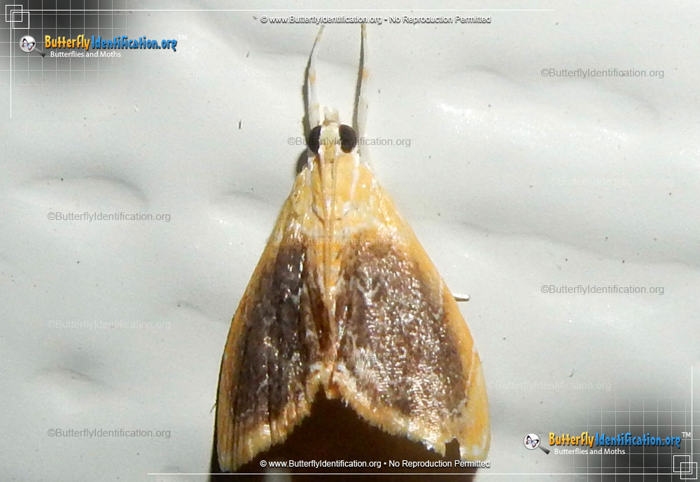 Full-sized image #1 of the Crambid Snout Moth