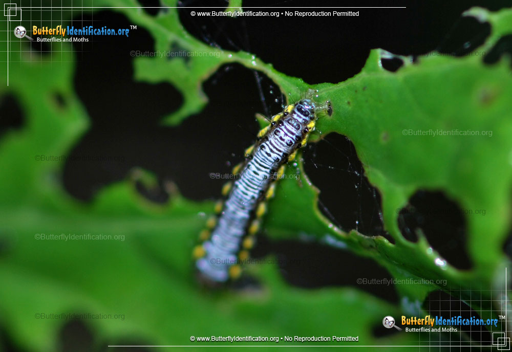 Full-sized image #1 of the Cross-striped Cabbageworm Moth