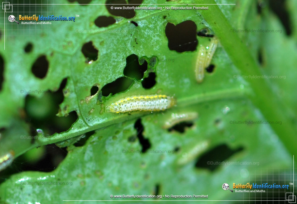 Full-sized image #2 of the Cross-striped Cabbageworm Moth
