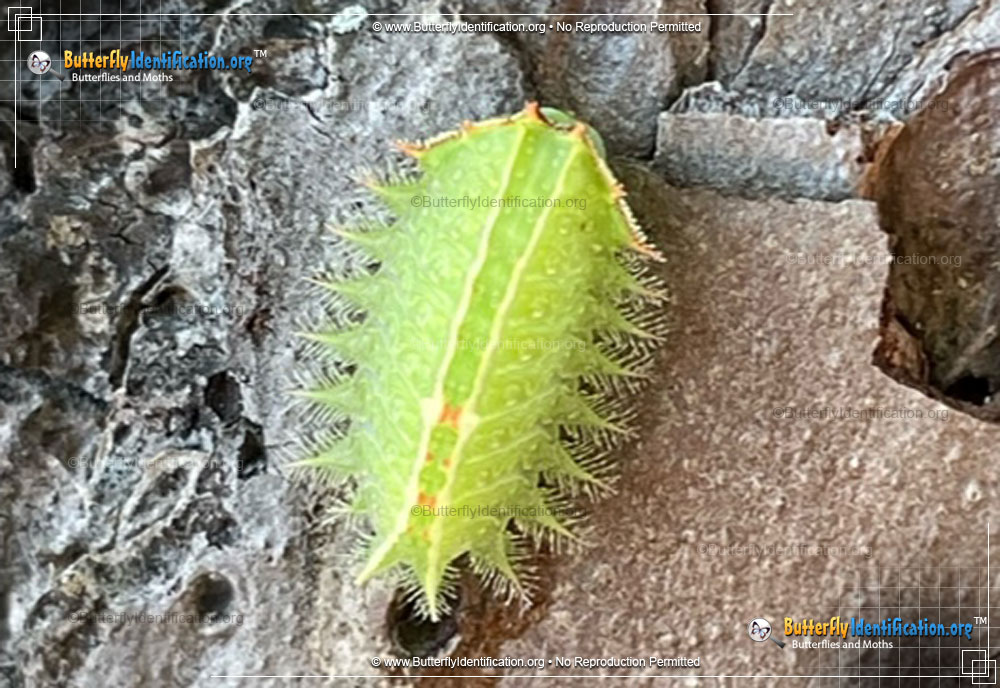 Full-sized image #1 of the Crowned Slug Moth