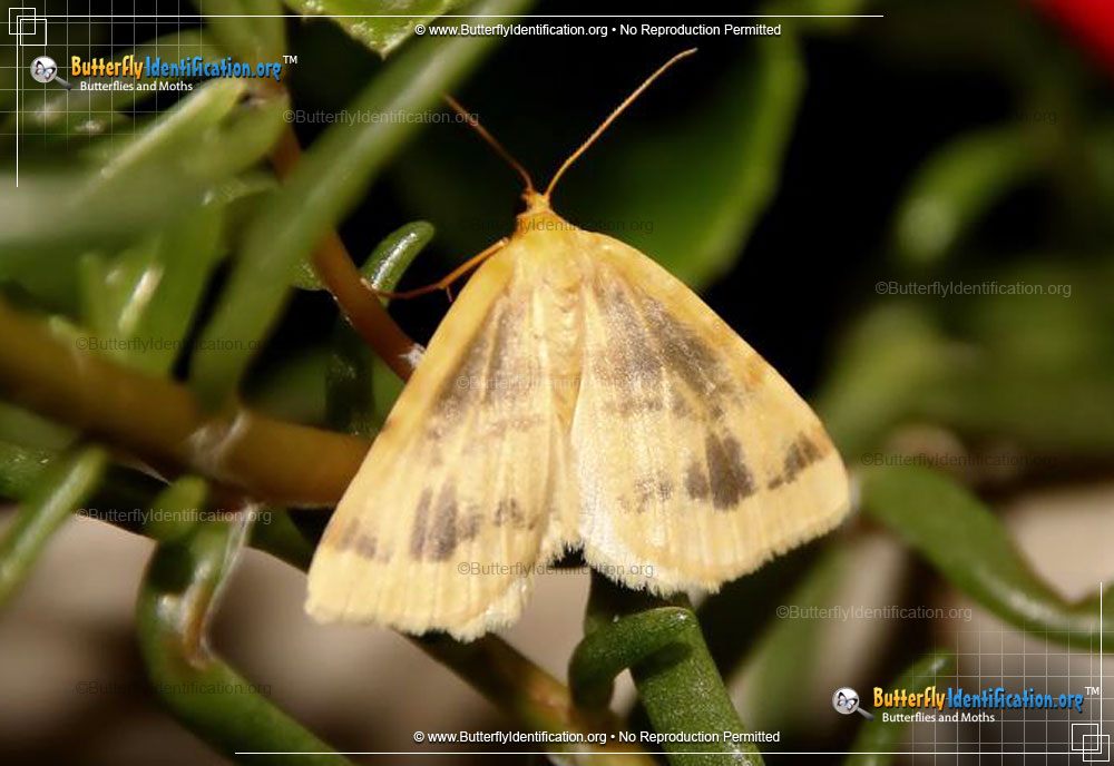 Full-sized image #1 of the Currant Spanworm Moth