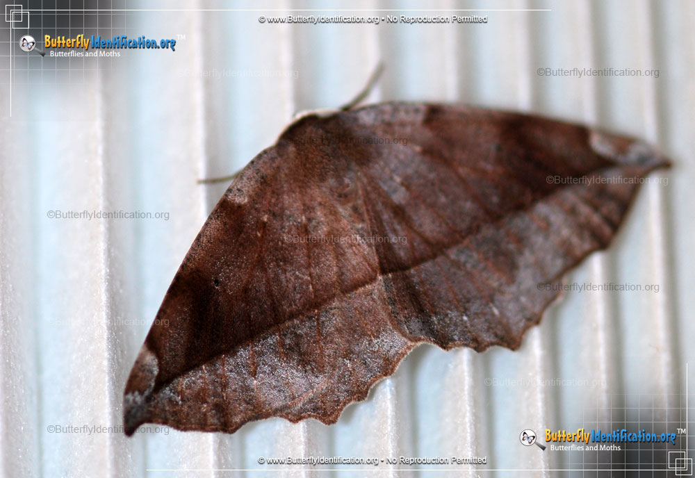 Full-sized image #1 of the Curve-toothed Geometer